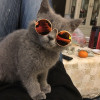 Lovely Pet Cat Glasses