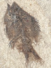 Fossil Fish for sale (Cockerellites) - Wyoming