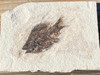 Fossil Fish for sale (Cockerellites) - Wyoming