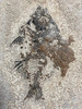 Fossil Fish (Cockerellites) & Coprolite for Sale- Wyoming