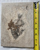 Fossil Fish (Cockerellites) & Coprolite for Sale- Wyoming