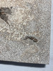 Fossil Fish (Cockerellites) & Coprolite for Sale- Wyoming