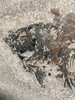 Fossil Fish (Cockerellites) & Coprolite for Sale- Wyoming