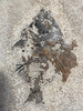 Fossil Fish (Cockerellites) & Coprolite for Sale- Wyoming