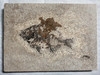 Fossil Fish (Cockerellites) & Coprolite for Sale- Wyoming