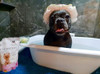 Cleopatra's Doggy Milk Bath - Luxurious Spa Bath
