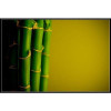 Bamboo Extract 100% Pure Ing Silica 8 oz Hair Care Treatment for Damaged Colored