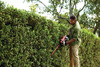 CRAFTSMAN V60 Cordless Hedge Trimmer, 24-Inch (CMCHTS860E1)