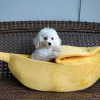 Cozy Banana Pet Bed