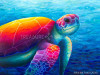IMAGINE! Sea Turtle by Rachel Froud | Diamond Painting