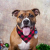 Plaid Dog Bandanna Plaid Dog Bandanna