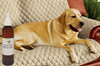 GW Pet Anti-Itch & Deodorant Spray For Dogs and Cats with Lavender Scent