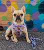Frenchie Supply Harness - Delicious Donuts Frenchie Supply Harness - Delicious Donuts