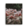 Flamingos Canvas