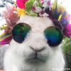 Rockstar Sunglasses for Rabbits & Bunnies