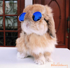 Rockstar Sunglasses for Rabbits & Bunnies