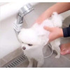 Shower Suction Cup Holder (Set of 2)