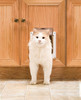 Cat Door 2-Way Locking Interior Flap Opening Transparent Enclosure New