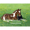 Diamond Painting Horse  Kit