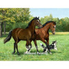 Diamond Painting Horse  Kit