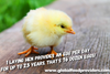 Sponsor A Baby Egg Laying Chicken Sponsor A Baby Egg Laying Chicken