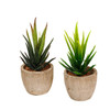 Bonsai Succulent Pots