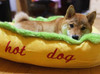 HOT DOG Bed for Dogs
