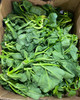Fresh uncut water greens