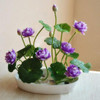 Premium Bonsai Lotus Seeds (10 Seeds Pack) 50% Off Today