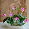 Premium Bonsai Lotus Seeds (10 Seeds Pack) 50% Off Today