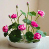 Premium Bonsai Lotus Seeds (10 Seeds Pack) 50% Off Today
