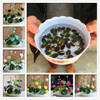 Premium Bonsai Lotus Seeds (10 Seeds Pack) 50% Off Today