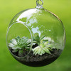 Transparent Clear Glass Round for Gardening