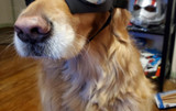Cool Dog Sunglasses UV Protection