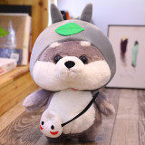 Chubby Shiba Inu with a Hood