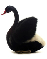 Black Swan 11"