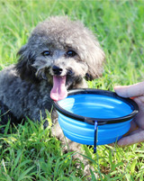 Collapsible Dog Bowl