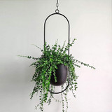 Hoop Hanging Planter