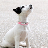 Shinning Stars Custom Leather Collar