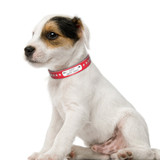 Shinning Stars Custom Leather Collar