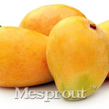 2PCS Rare Mango Seed Very Delicious Fruit Seed Very Easy Grow For Home Garden Free Shipping
