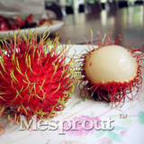 5pcs Rambutan Seed Red Fruits Malaysia Miracle Fruit Seeds Plant Giant Plant Tree New Outdoor Vegetable Fruit Jardin Pots