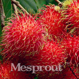 5pcs Rambutan Seed Red Fruits Malaysia Miracle Fruit Seeds Plant Giant Plant Tree New Outdoor Vegetable Fruit Jardin Pots