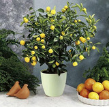 35 Seeds Dwarf Meyer Lemon Tree indoor/outdoor