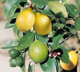 35 Seeds Dwarf Meyer Lemon Tree indoor/outdoor