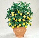 35 Seeds Dwarf Meyer Lemon Tree indoor/outdoor