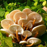 delicious green vegetable rare mushroom seed organic Healthy edible Vegetable seed bonsai plant in garden and courtyard 400pcs