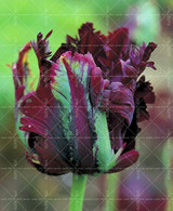 100PCS Tulip seeds,Tulip agesneriana,aromatic Flower seeds potted plants Most Beautiful Colorful Tulip Plants Perennial Garden