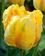 100PCS Tulip seeds,Tulip agesneriana,aromatic Flower seeds potted plants Most Beautiful Colorful Tulip Plants Perennial Garden