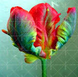 100PCS Tulip seeds,Tulip agesneriana,aromatic Flower seeds potted plants Most Beautiful Colorful Tulip Plants Perennial Garden